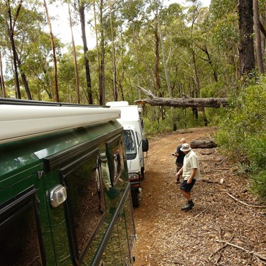 We only just scraped under this tree