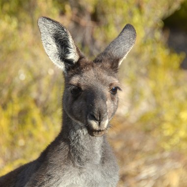 Friendly local wildlife