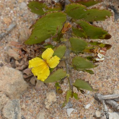 There are Wildflower all throughout the year 