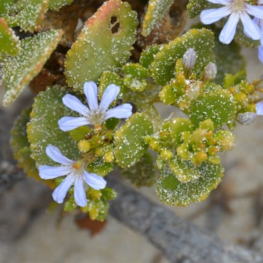 Small Fan Flower growing right on the edge of a cliff on one of the walks 