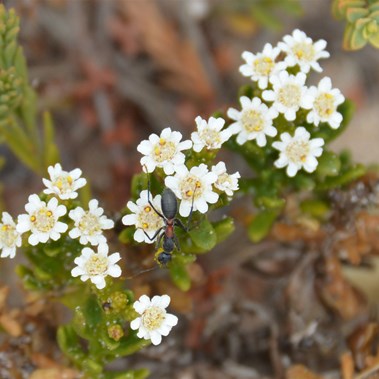 Not all wildflowers a big, as the size of this ant shows how small the flowers are