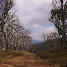 Track through alpine trees