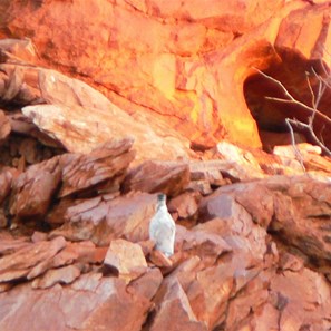 The old Coolgardie principle at work - Chilling the baileys