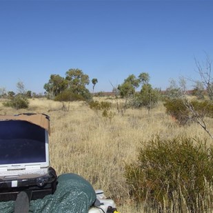 Scrub and the Topiary Tree