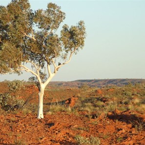 A tree giving an indication fo the wind strength.
