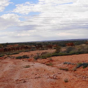 Camels, camels, camels