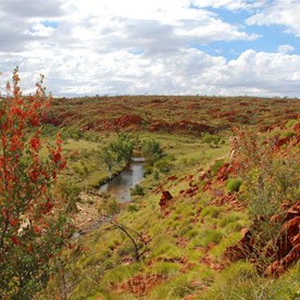 Lookign towards the eucalypt creek