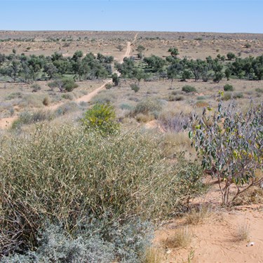 Simpson Desert Tracks usually just keep heading off into the distance 