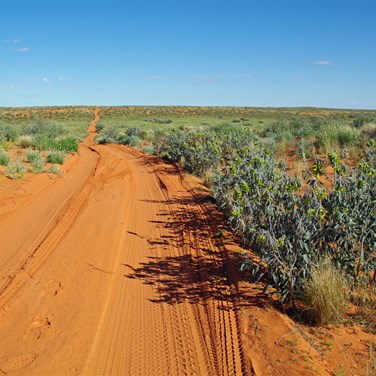 Typical Simpson Desert Scenery