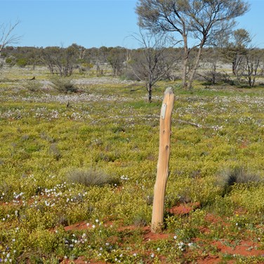 This post was marked with a small aluminium marker