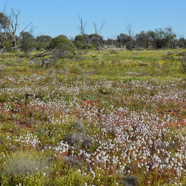 Wildflowers lined the Nawa Junction Track
