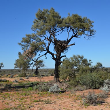 Large Wedge Tail Eagles nest in a Black Oak along the Nawa Junction Track