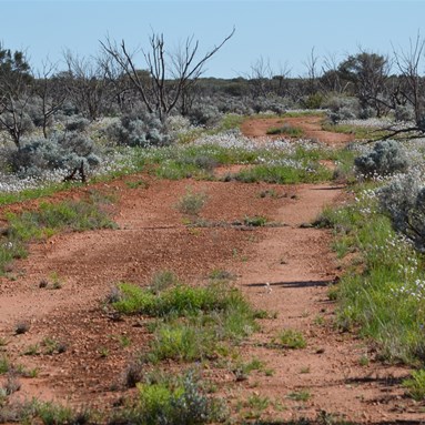 This section of track was lined with Bluebush