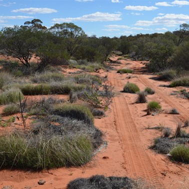 Spinifex lining the Nawa Junction Track