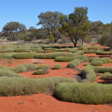 Sections of dense spinifex along  the BMR