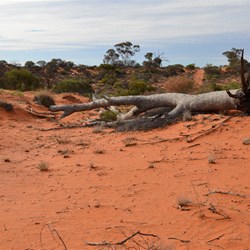 Once we entered the fire zone, the impact was devastating, as shown by the Marble Gum than now blocks the track