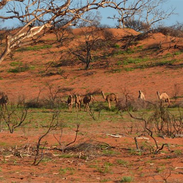 These camels show just how big some of the dunes are out in the Great Victoria Desert