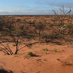 View from one of the dunes showing that the fire burnt a very large area