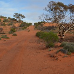 These Marble Gums add a special character contrasting with the dunes
