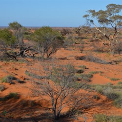 Marble Gums dominate this section of the BMR