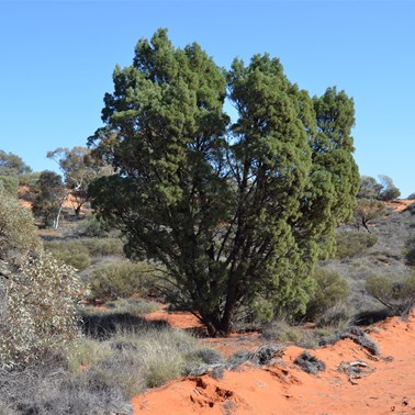 Native Cypress Pines were now common along the BMR