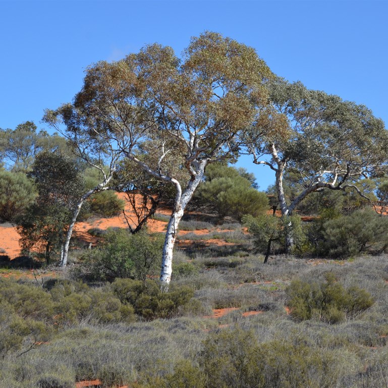 Marble Gums along the BMR