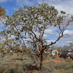 The very rare Eucalyptus Wyolensis