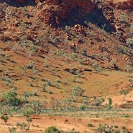 Camels foraging on the valley - Rudall River