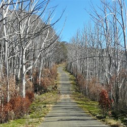 Approaching the Alpine Way