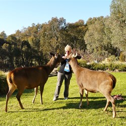 I made friends with the pet deers