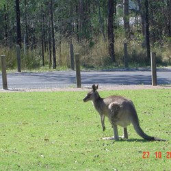 Lots of Kangaroos in the park