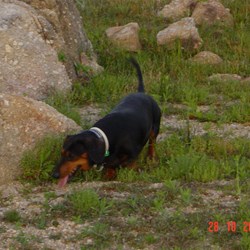 "Baja" the dog exploring the lake edge