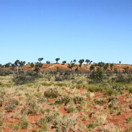 The red range and incandecent trees