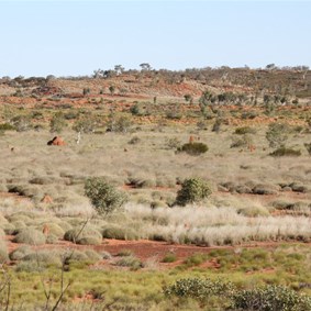 The samphire country