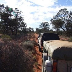 Hitting the dog fence