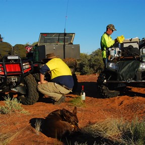 Getting prepared to break camp