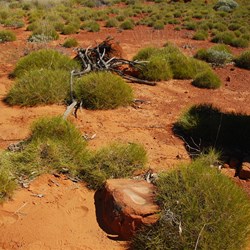 Double grinding stone at Wilson Glen