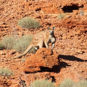 You do not want to mess with this bad-boy!