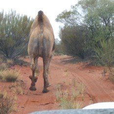 Our first camel of the trip - and a big one at that!