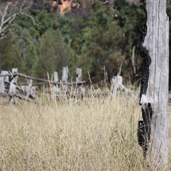 Stockyards at Mt Moffatt