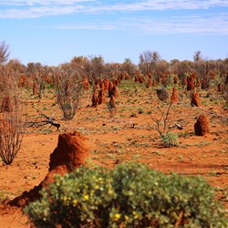 Tanami termite mounds
