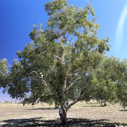 One of the magnificent eucalypts at the northern end of the CSR