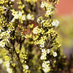 OK, we're done with the wildflowers