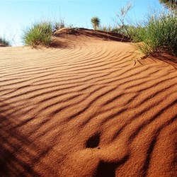 Wind ripples in the sand