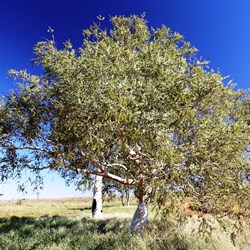 A healthy paperbark tree between Tobin Lake and Wardabunni Rockhole