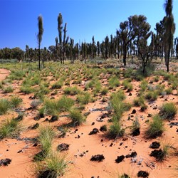 A stand of desert oaks between the sand dunes