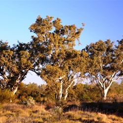 Paperbarks at Well 31