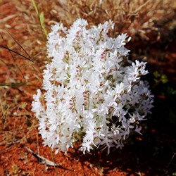 White wildflowers near Georgia Bore 