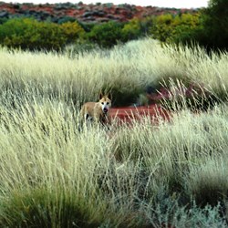 A dingo at Georgia Bore