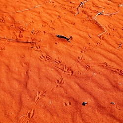 Something lives out here